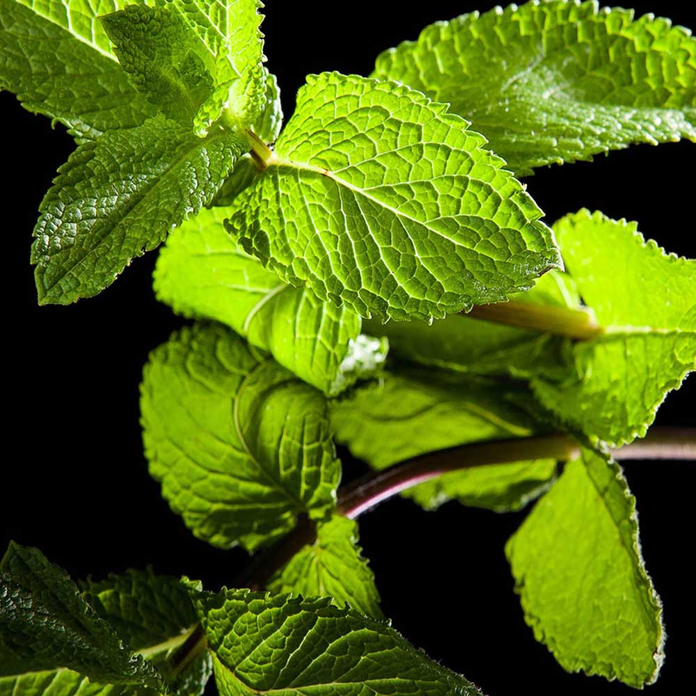 Eau de Parfum - Vert Desir - Image 3