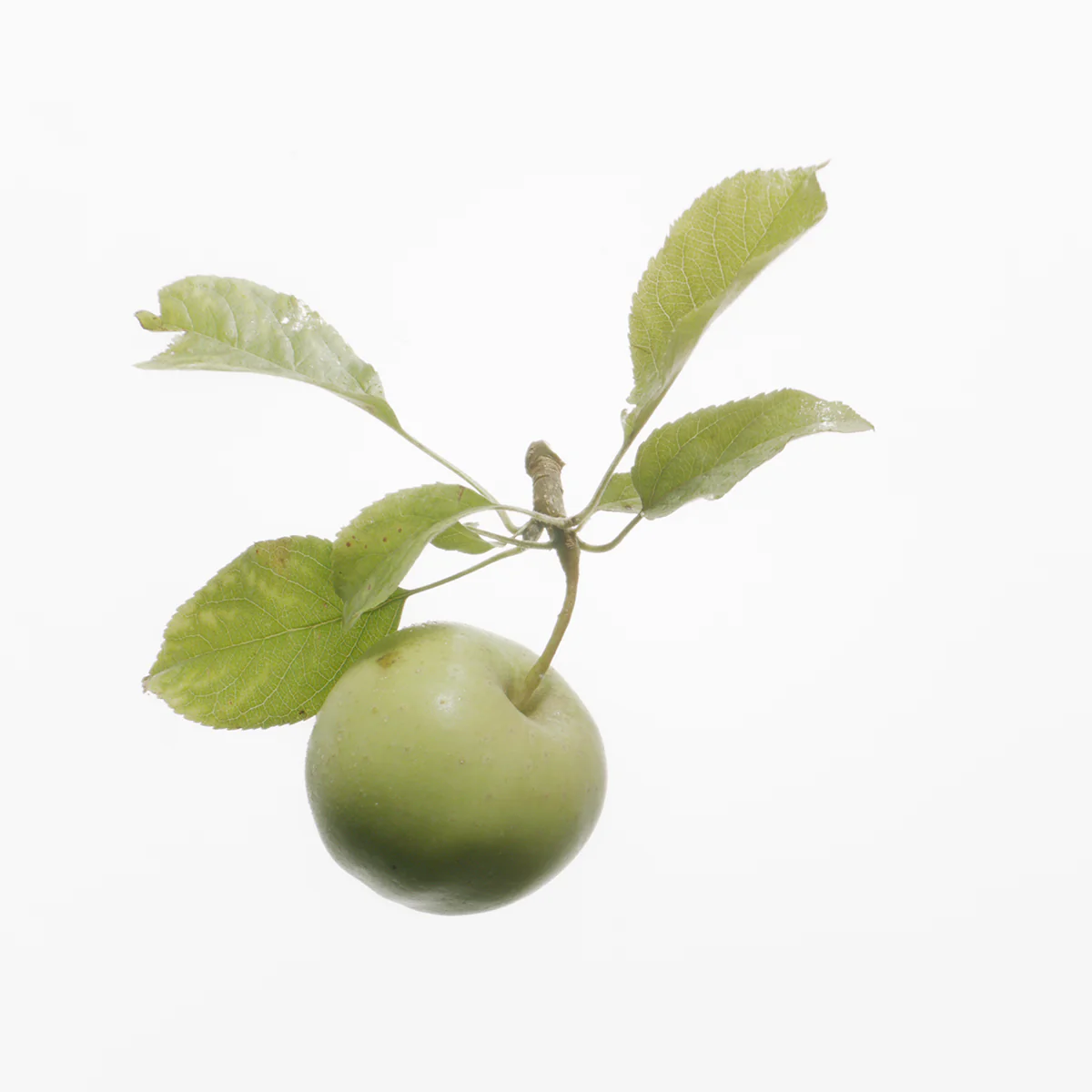 Enzyme Exfoliator - Image 6